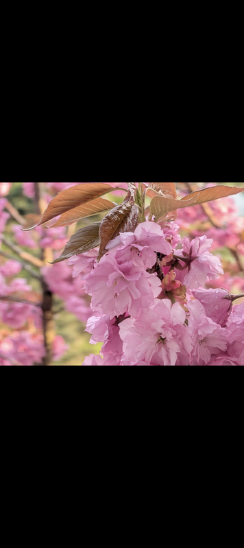 Camera app processing