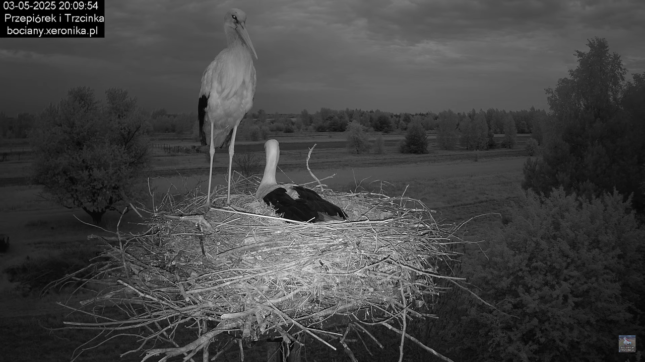 03052025bociany29