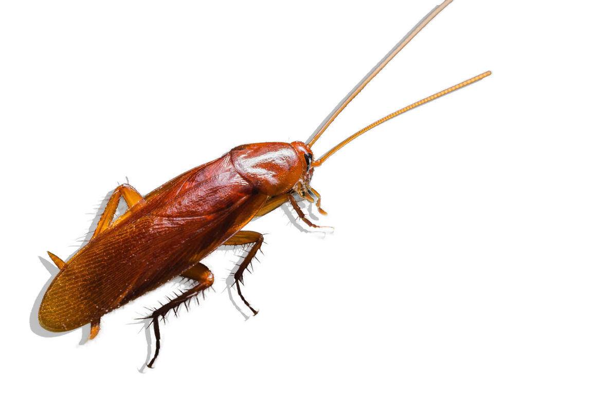 Cockroach