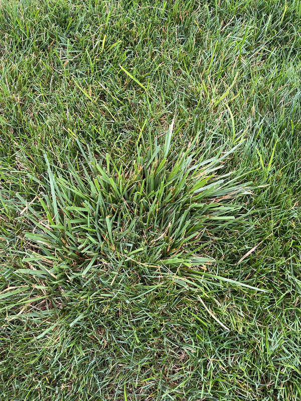 Crabgrass, St. Augustine grass or other? | Lawn Care Forum