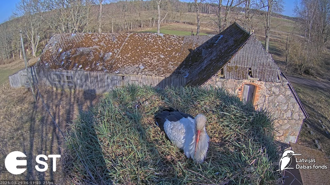 (25) Baltie stārķi (Ciconia ciconia) Tukuma novadā __ White storks in Tukums, Latvia - YouTube - 761