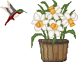 daffodilhummingbirdani.gif