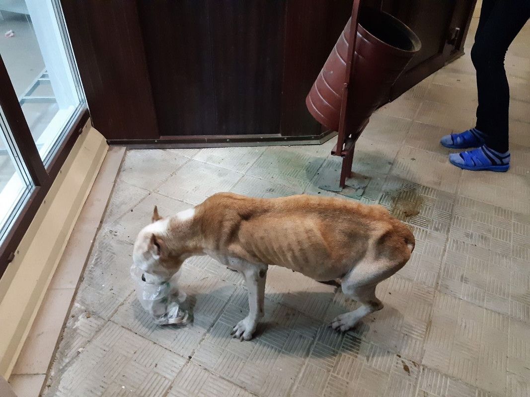 худой амстафф