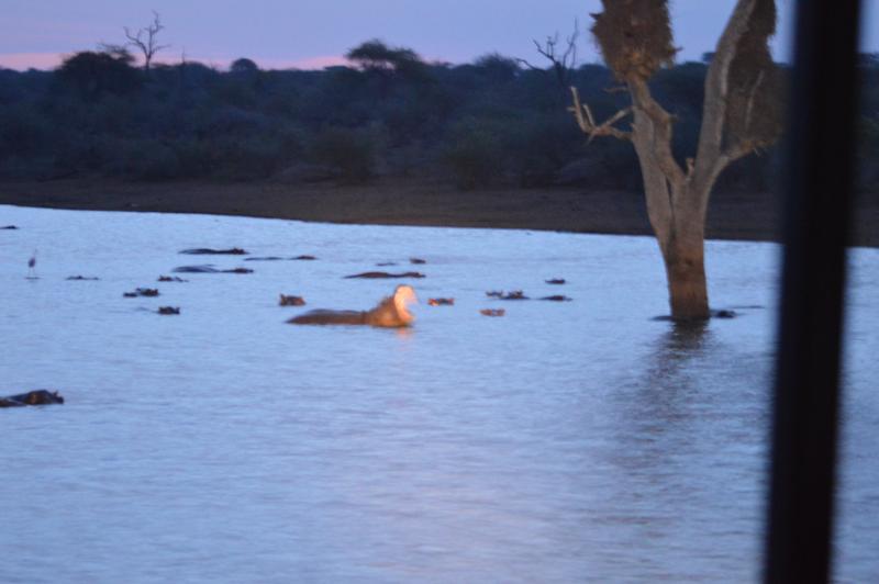DÍA 9:  KRUGER (Berg-en-Dal – Lower Sabie) - Sudáfrica y Seychelles 2018 -  Una Honeymoon llena de vida (21)