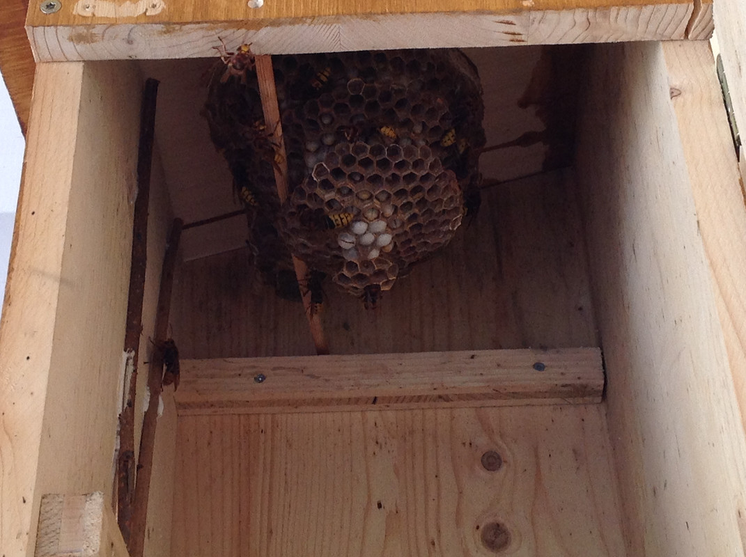 Vespa crabro germana 17. Juli 2015 4. Etage (2)