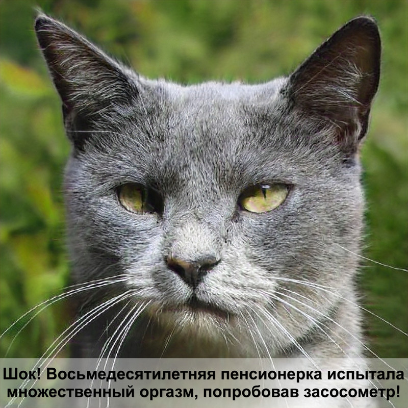 подкожный укол кошке