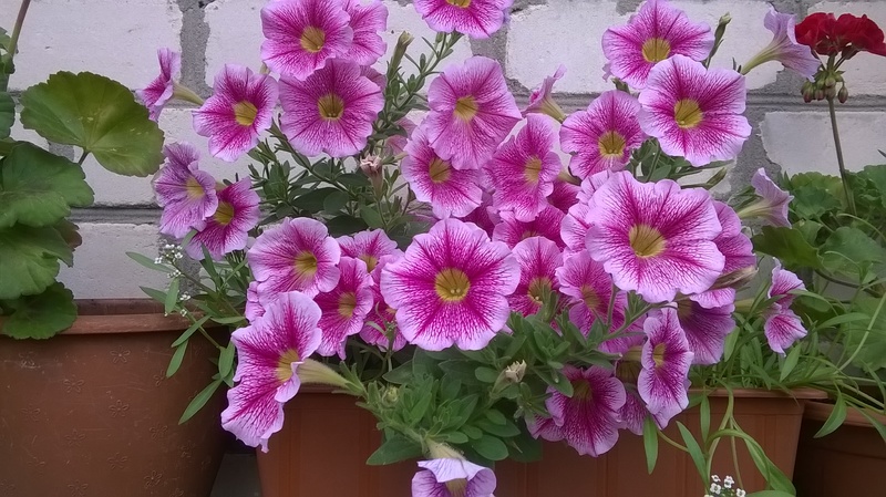 WP_20150620_18_59_04_Pro