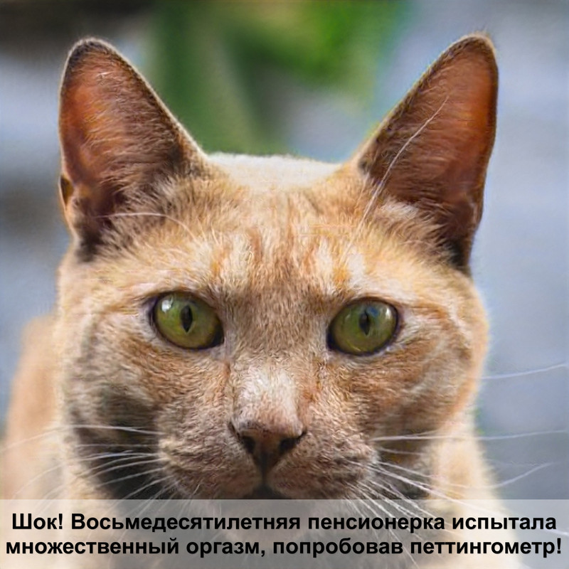 кошка британец черепаший окрас