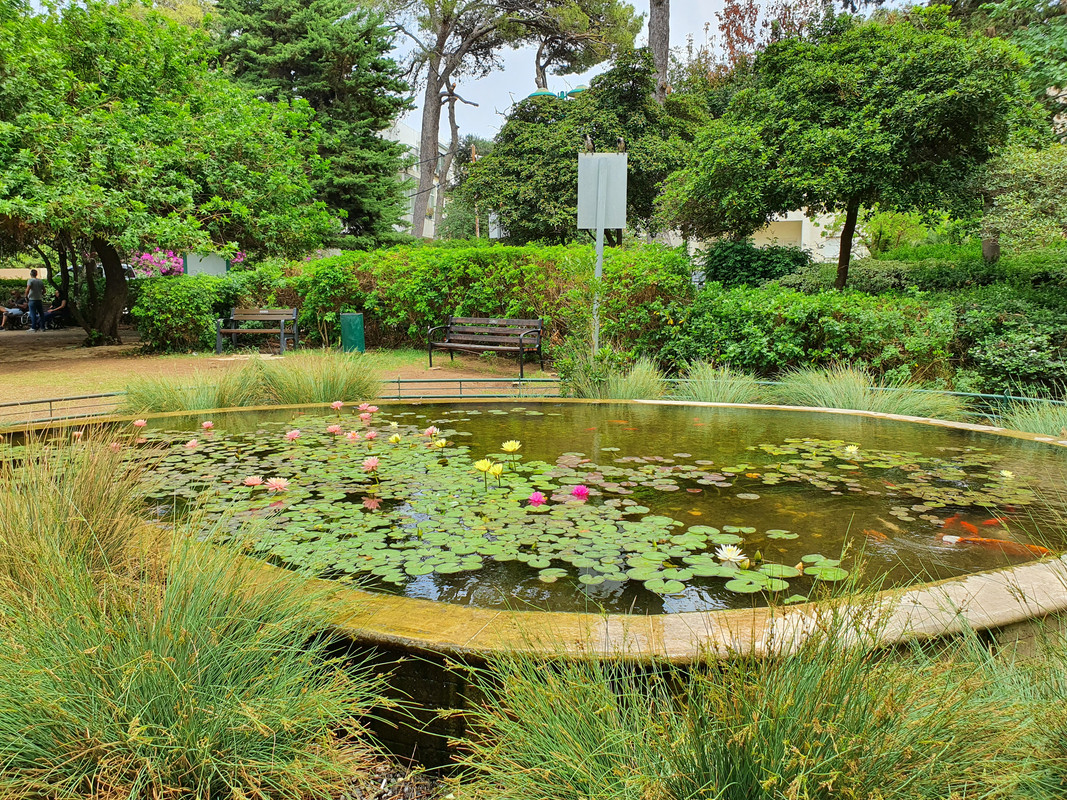 Цветение кувшинок (нимфей) в хайфском саду Самуил