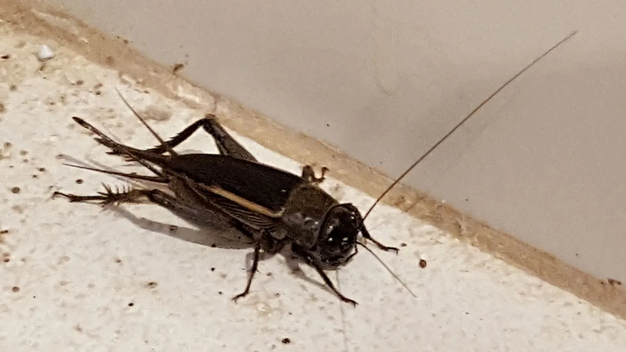 ¿Encontraste un grillo en tu casa? Esto es lo que significa
