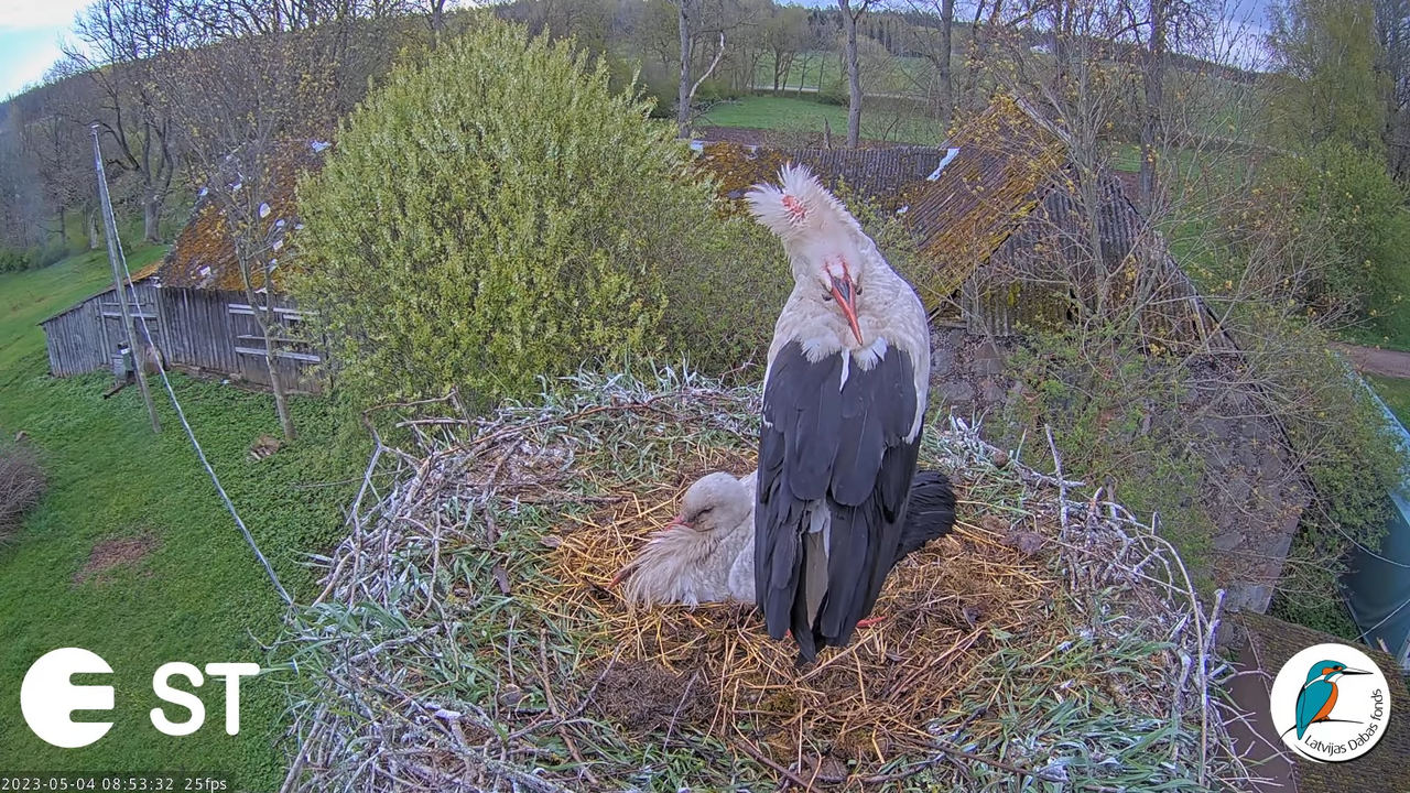 Baltie stārķi (Ciconia ciconia) Tukuma novadā - LDF tiešraide __ White storks in Tukums, Latvia 10-5