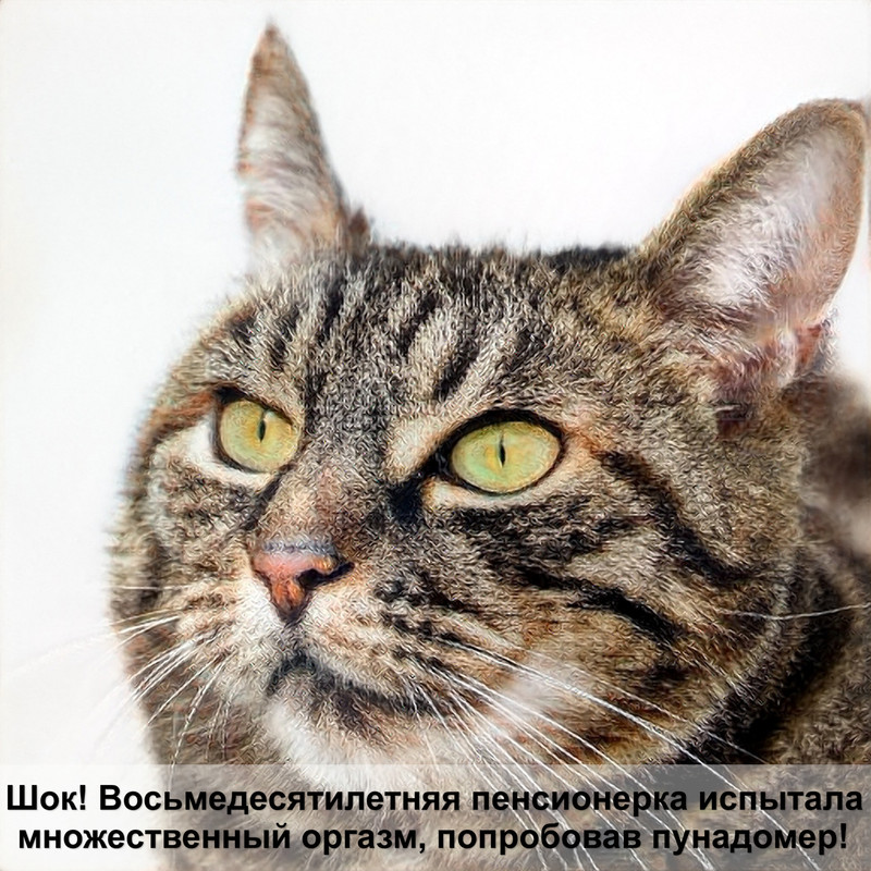 вислоухие котята картинки