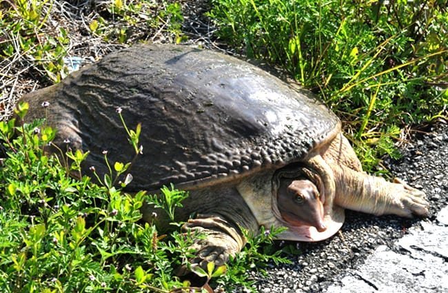 Softshell-Turtle-2-650x425.jpg