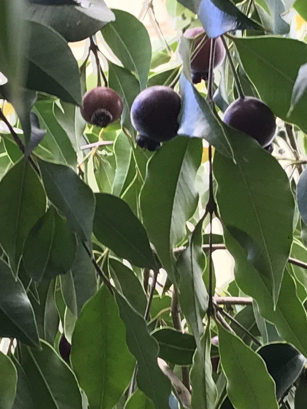 17977080-568C-461E-A529-1794EEC01A13