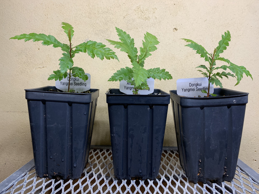 31529A16-6C49-4482-AA46-550E9FA312CF