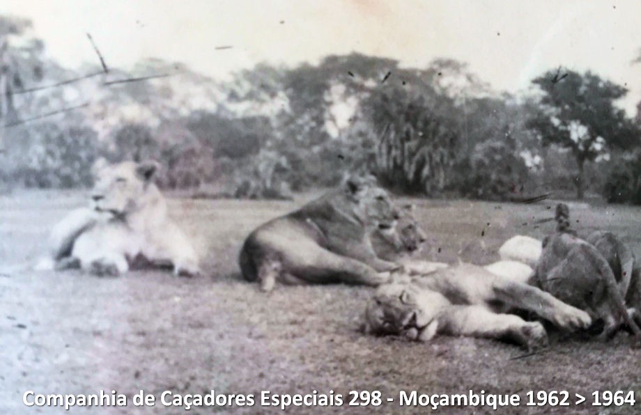 51956059-1760971864078269-1184279344302784512-n