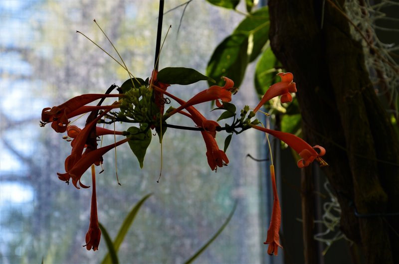 JARDIN BOTANICO-13-4-2013-MADRID - Paseando por España-1991/2017 (106)