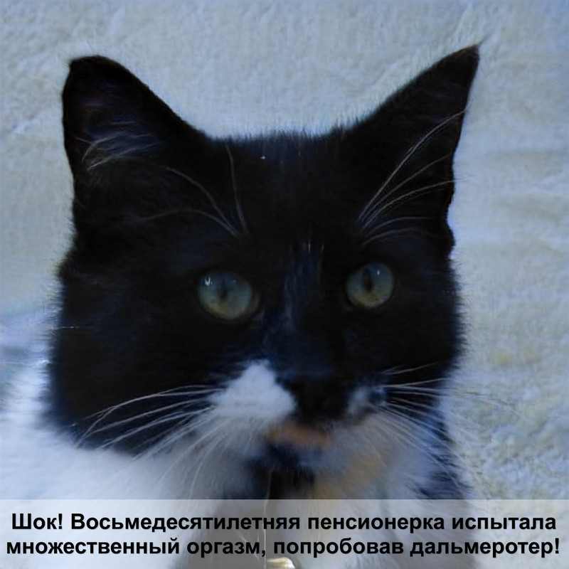 белая пушистая кошка