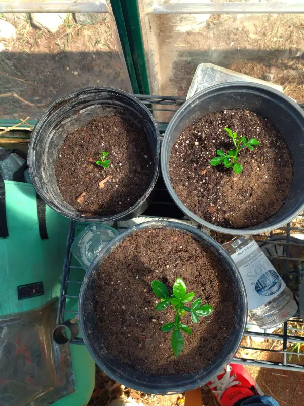 IMG_20250416_142323694