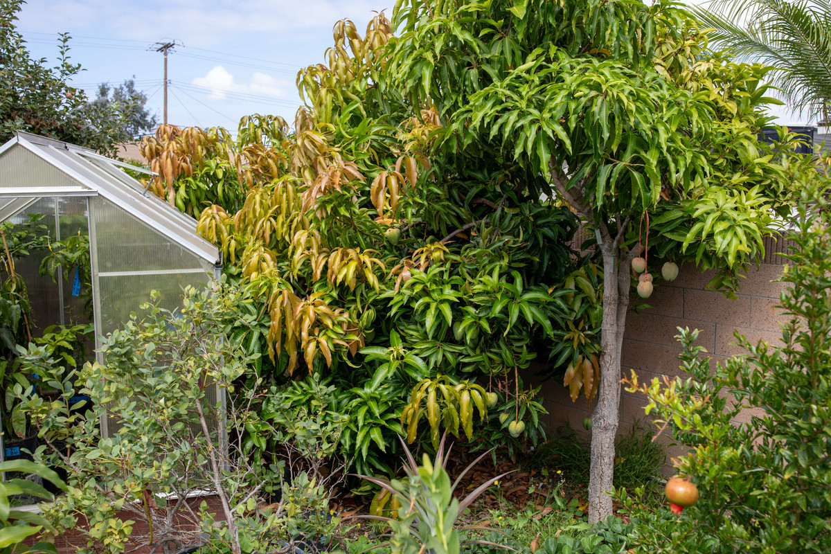 8U1A6591  Seacrest-Cococream Mango Tree with New Growth (9-11-25)