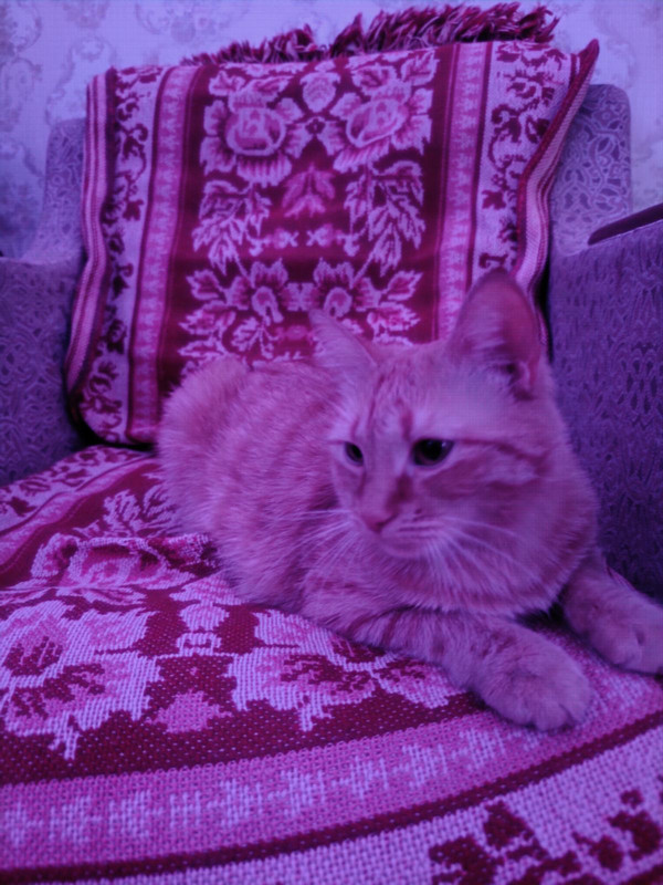 IMG 187e71fa5499d9c014d8d989e577e318 V