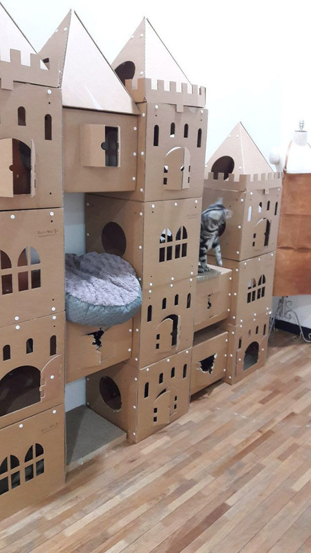 cat-forts3.jpg