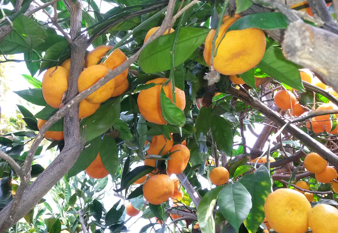 Mas-Sat-pic6(12-4-21)