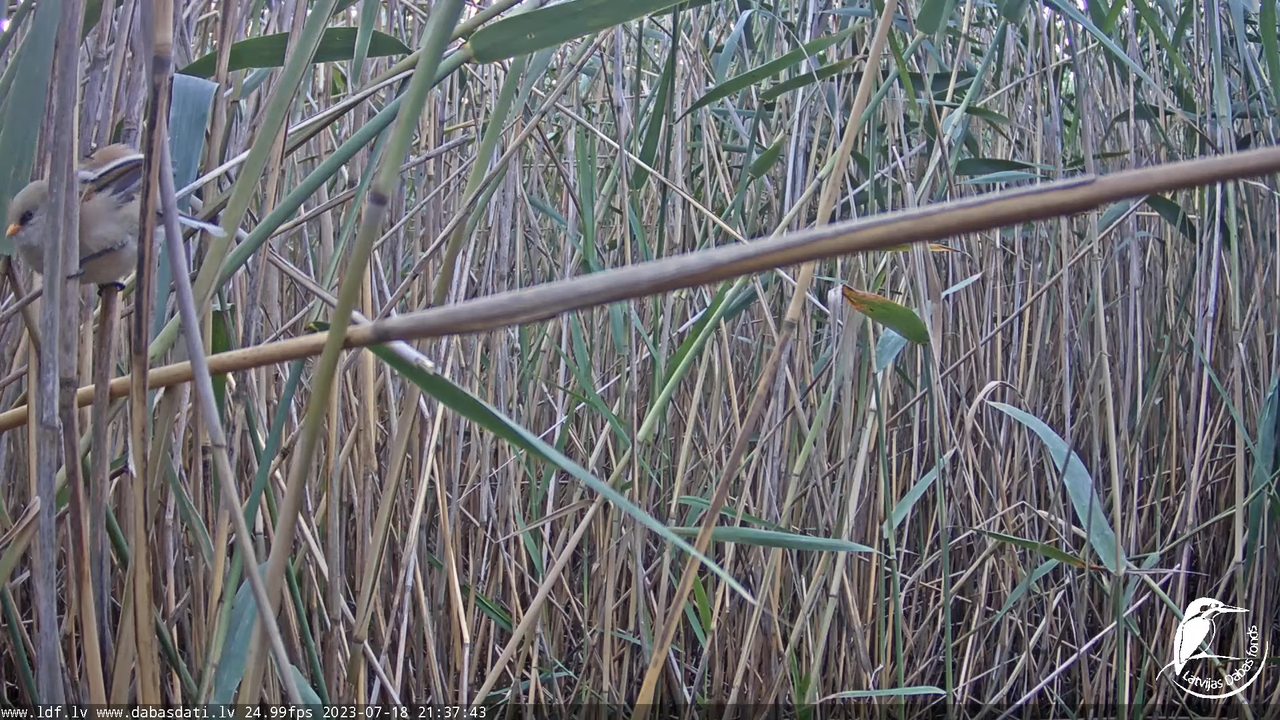 Lielais dumpis (Botaurus stellaris) Engurē - LDF tiešraide 11-38-17 screenshot