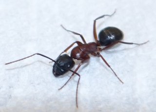 ant-queen.jpg