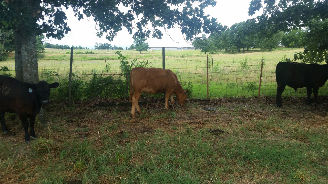 heifer 2 2018