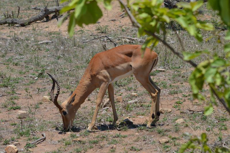 DÍA 7:  KRUGER (Berg-en-Dal) - Sudáfrica y Seychelles 2018 -  Una Honeymoon llena de vida (10)