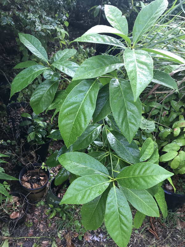 Mystery Plant 112018