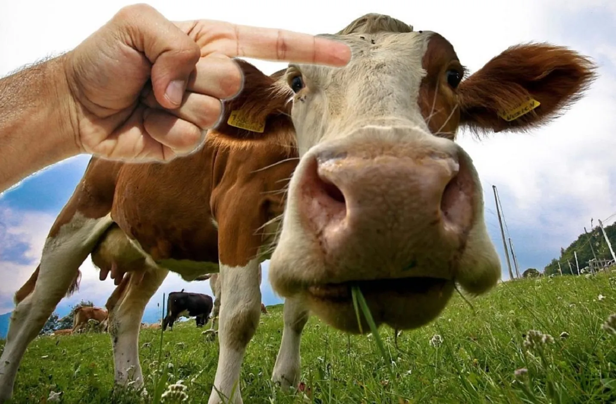 Vaca fugitiva provoca persecución policiaca en carretera de Michigan: video