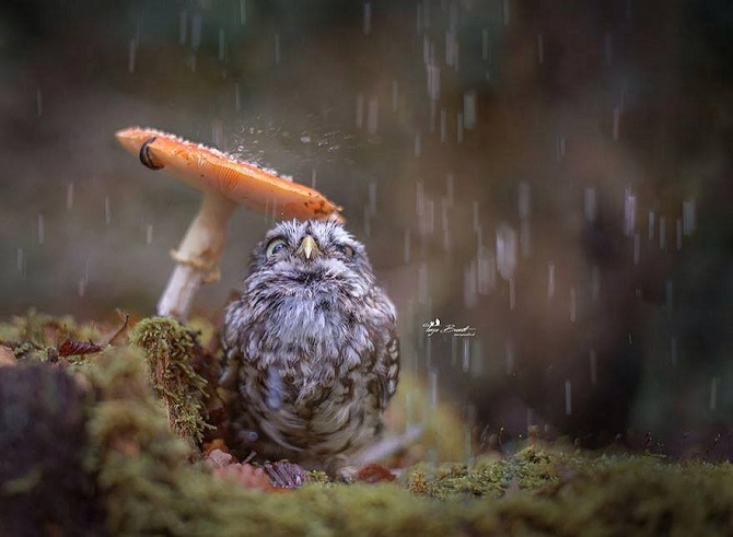 Autumn-Owl-1.jpg