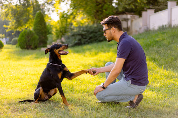 Best Dog Training Near Me