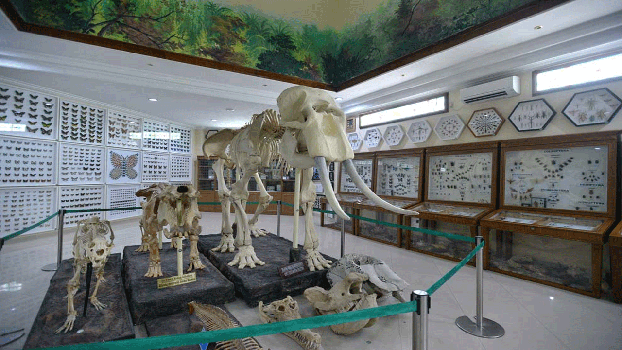 Rahmat Wildlife Museum