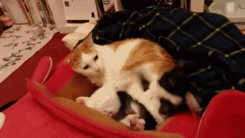 IMG-8979.gif
