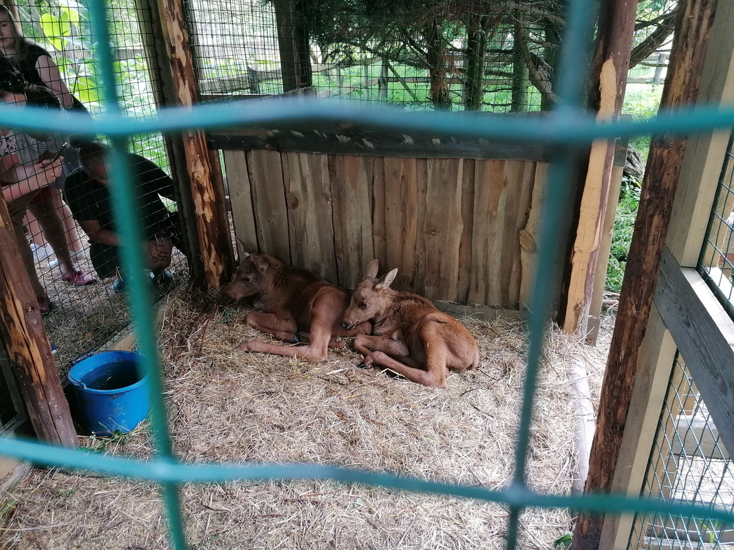 10.10 - IMG_20210604_145636 (Czesio1)