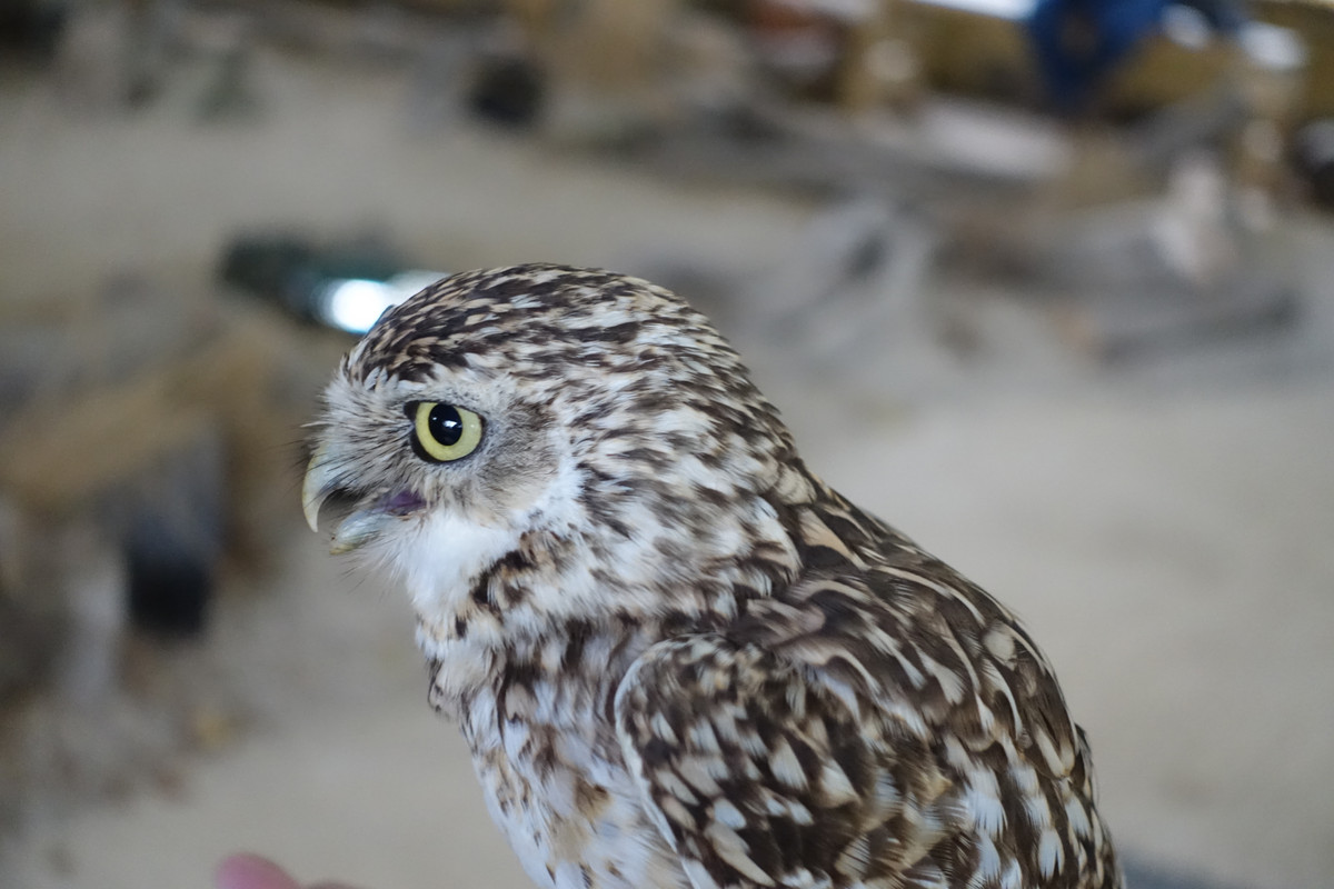 Burrowing Owl