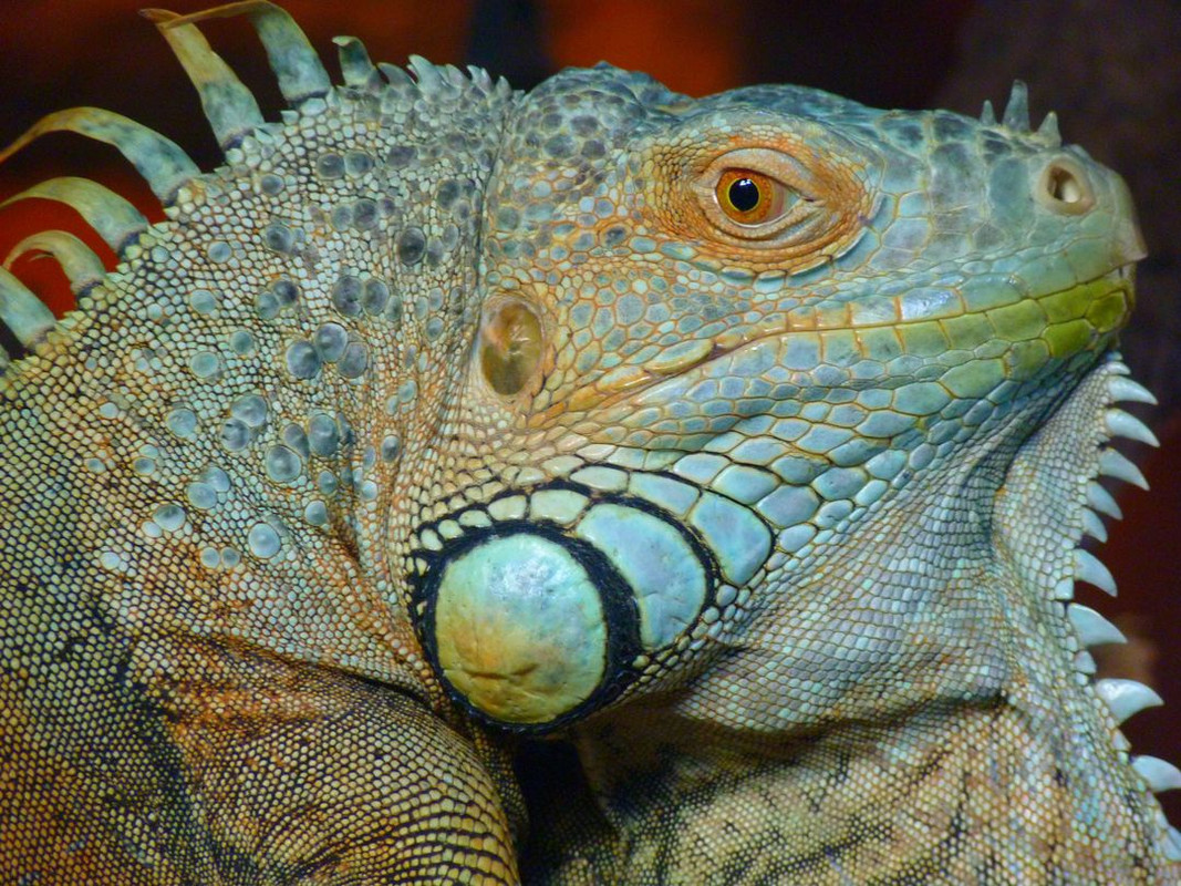 blue-lizard.jpg