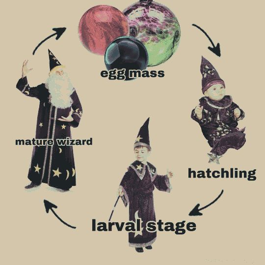 A silly meme depicting the life cycle of a wizard. It's a circular diagram going from egg mass, to hatchling, to larval stage, to mature wizard, and back to egg mass. The egg mass is a pile of wizardly orbs, the hatchling is a baby in a wizard costume, the larval stage is a child in a wizard costume, and the mature wizard is an adult in a wizard costume.