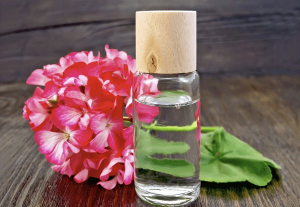 Уникальный аромат пеларгонии как получить ароматическое масло для косметики и ароматерапии