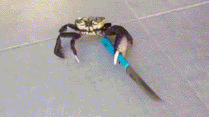crabs-with-knives.gif