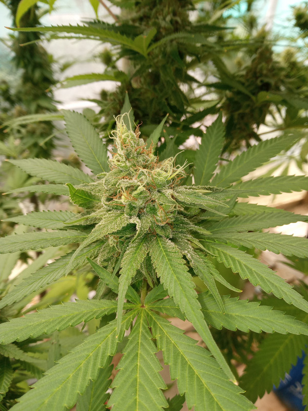 IMG_20230711_132136_661