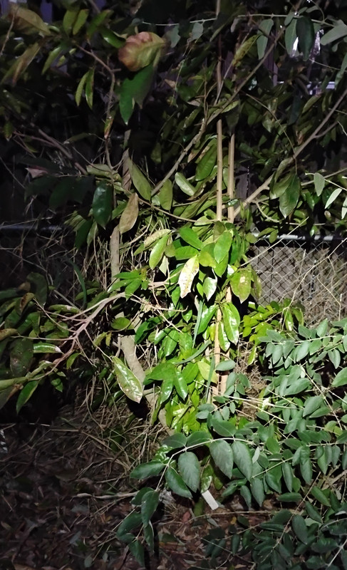 IMG 20260205 183259075 2