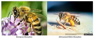 bees