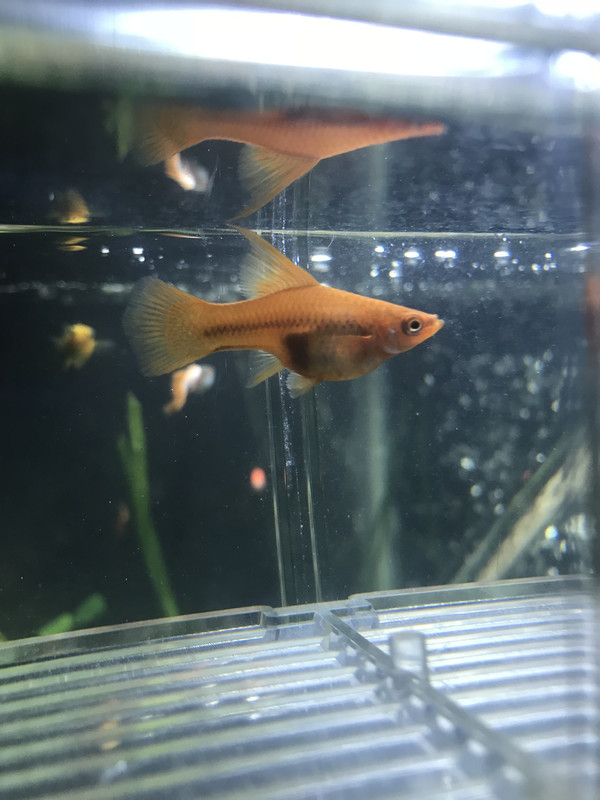 2AF9A0BF-3289-44CA-A0A1-2FF55F8B9B65