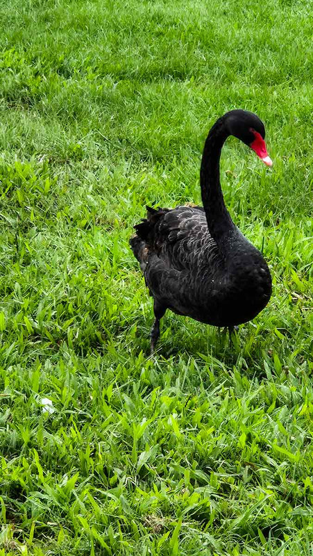 Black swan