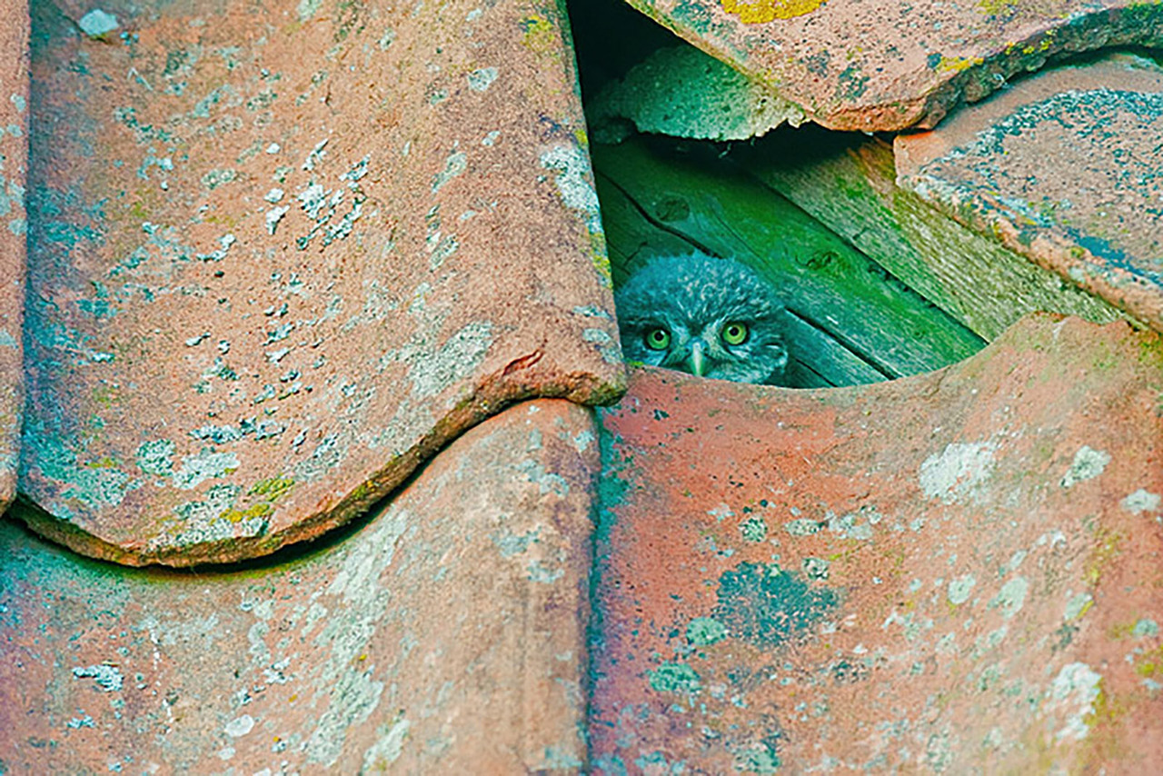 Steenuiltje in een oude schuur