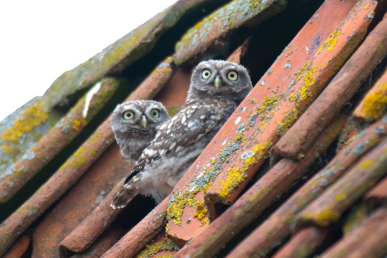 Nieuwsgierige uiltjes